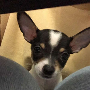 Meet your Posher, Allie